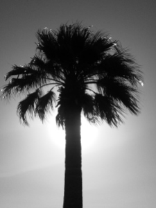 palm tree_black and white